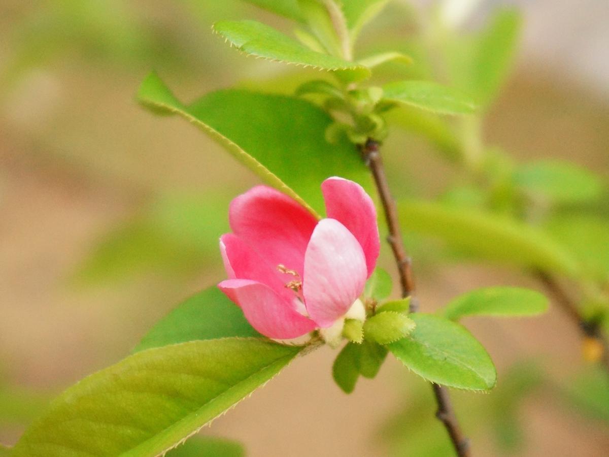 Ubusuna No Sato Tomimoto Ando Ngoại thất bức ảnh